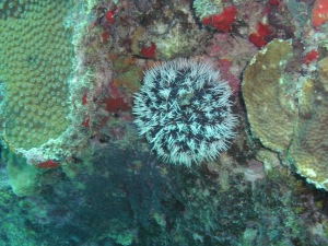 Coral at 40'